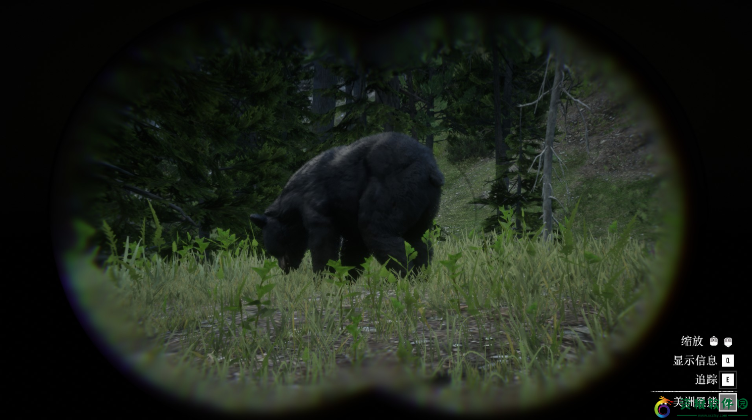 动物美洲黑熊具体位置介绍
